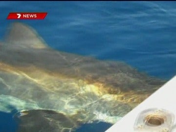 Tiburón blanco atacando una barca Tiburón blanco atacando una barca