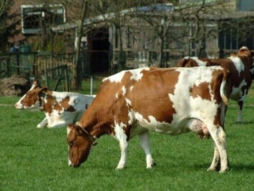 Más de 4.700 granjas han sido cerradas en Alemania tras constatar que sus animales están contaminados con dioxina.