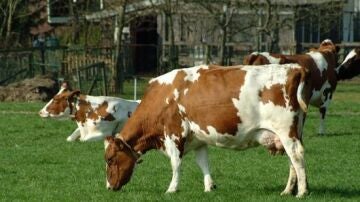 Más de 4.700 granjas han sido cerradas en Alemania tras constatar que sus animales están contaminados con dioxina.