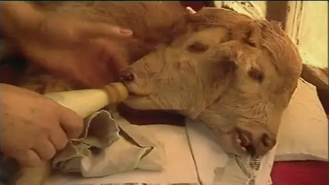 Ternero con dos cabezas Ternero con dos cabezas