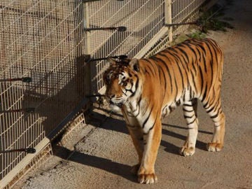 Cabárceno aisla a un tigre por comportamiento violento dentro de la manada