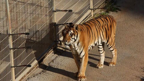 Cab&aacute;rceno aisla a un tigre por comportamiento violento dentro de la manada