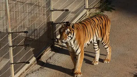 Cabárceno aisla a un tigre por comportamiento violento dentro de la manada Cabárceno aisla a un tigre por comportamiento violento dentro de la manada