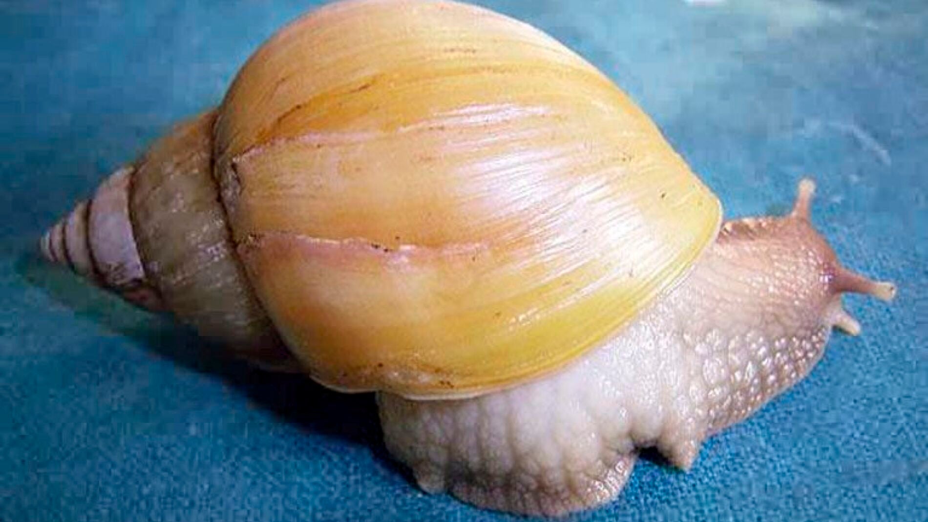  Caracol ex&oacute;tico africano (16-1-2011)