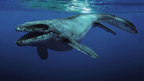 'Sea Rex', cuando los dinosaurios eran anfibios