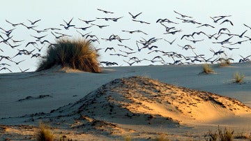 Llegada de ánsares a Doñana