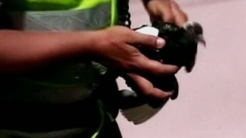 Detienen a una paloma que transportaba marihuana y coca&iacute;na