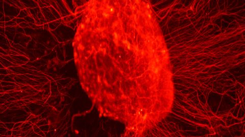 El cerebro por dentro