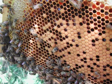 Las abejas podrían estar desapareciendo Las abejas podrían estar desapareciendo
