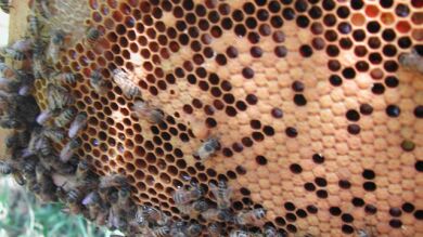 Las abejas podrían estar en peligro de extinción