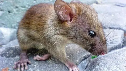 Rata común Rata común