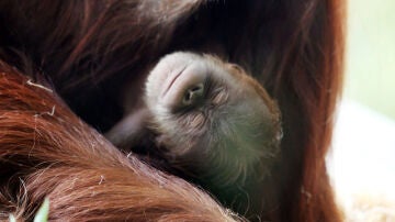 Una cría de orangután