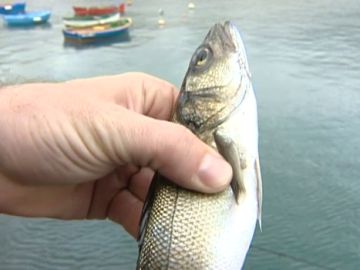 Más de mil peces se escapan de jaulas de acuicultura