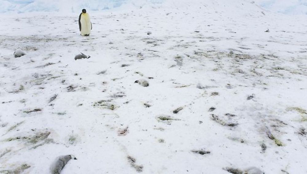 Crías de pingüino muertas