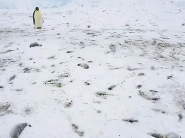 Crías de pingüino muertas Crías de pingüino muertas