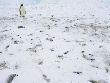 Crías de pingüino muertas Crías de pingüino muertas