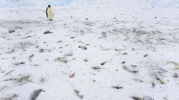 Crías de pingüino muertas