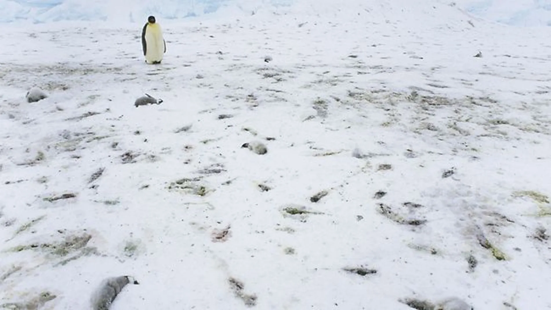 Crías de pingüino muertas Crías de pingüino muertas