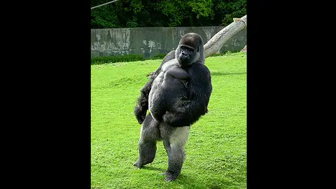 Ambam, el gorila que anda erguido Ambam, el gorila que anda erguido