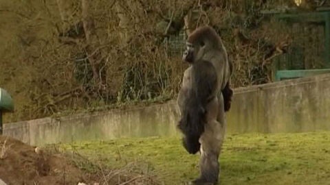 Un gorila que camina erguido