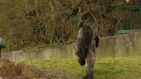 Un gorila que camina erguido Un gorila que camina erguido
