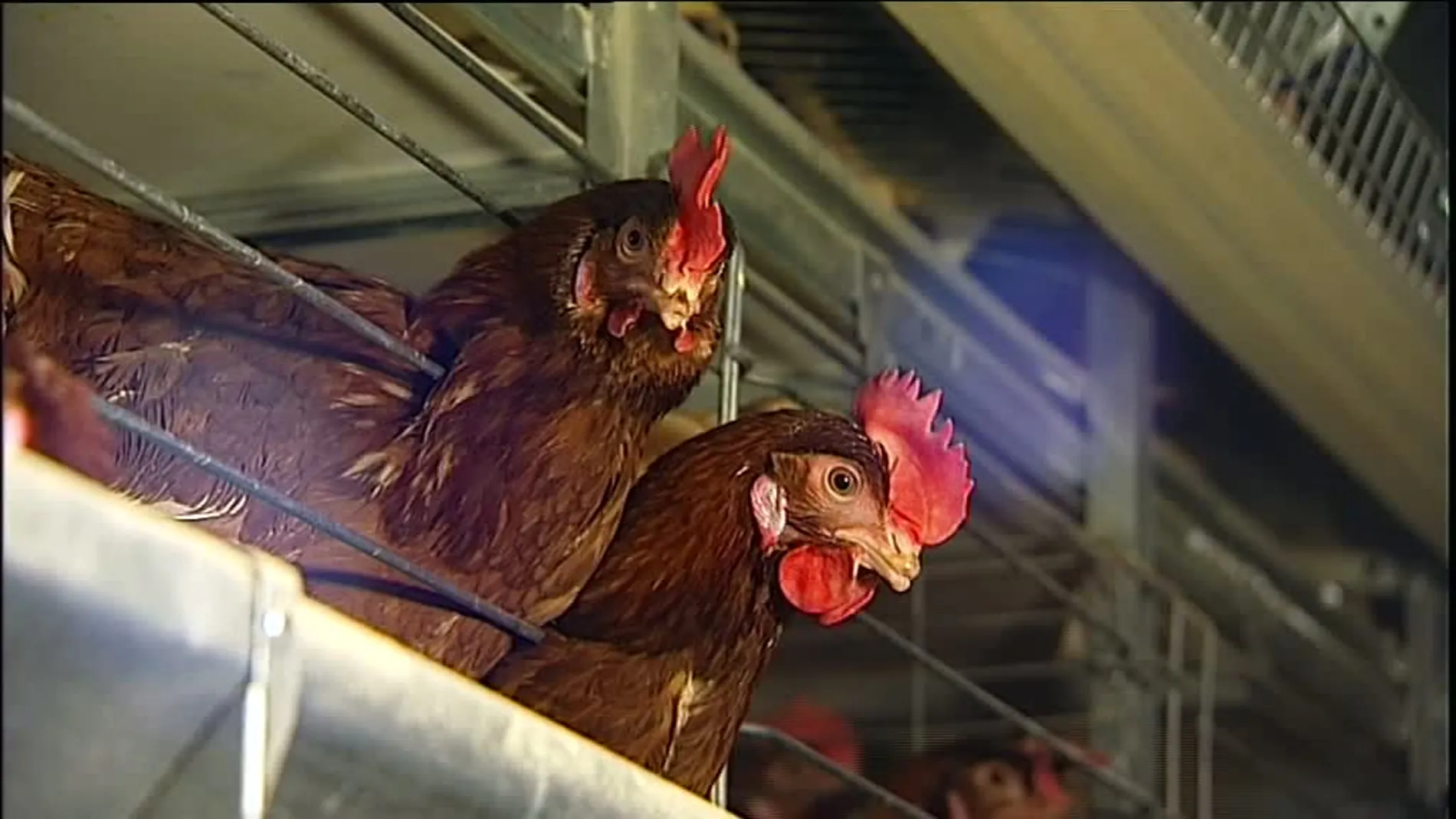Las gallinas de los huevos de oro Las gallinas de los huevos de oro