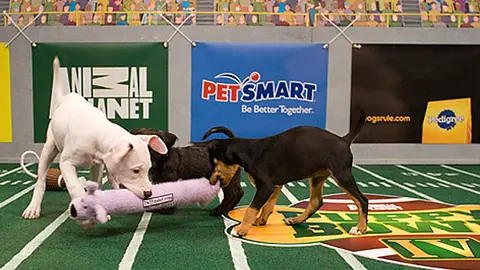 Puppy Bowl Puppy Bowl