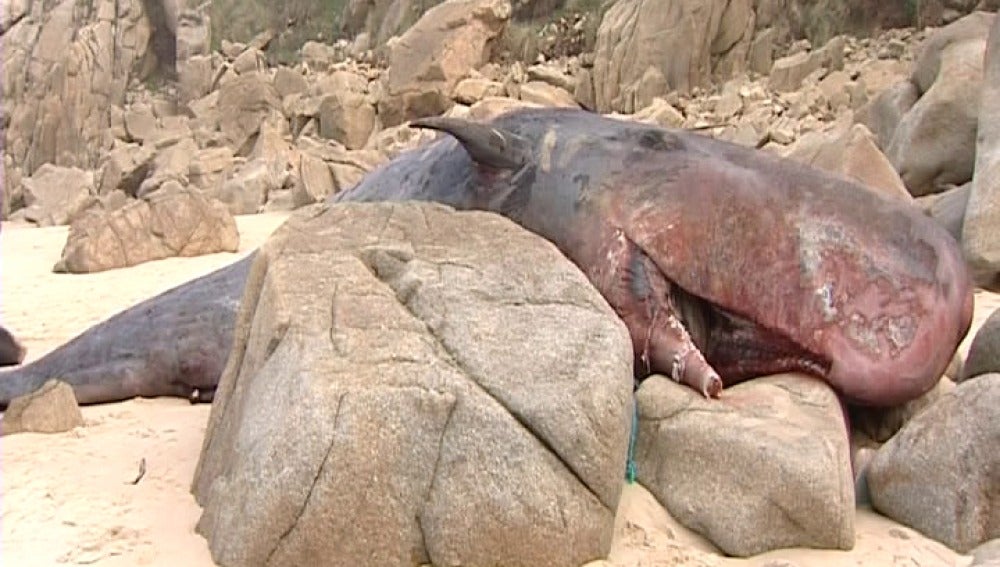 La policía prohíbe el acceso a la playa ante los destrozos causados al cuerpo del cetáceo