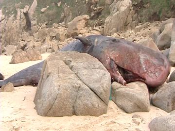 La policía prohíbe el acceso a la playa ante los destrozos causados al cuerpo del cetáceo