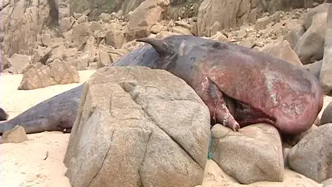 La policía prohíbe el acceso a la playa ante los destrozos causados al cuerpo del cetáceo La policía prohíbe el acceso a la playa ante los destrozos causados al cuerpo del cetáceo