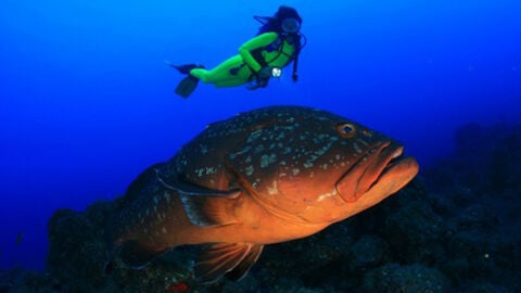Dan por muerto al pez Pancho