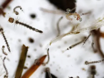 El brote de dengue le ha costado la vida ya a once personas El brote de dengue le ha costado la vida ya a once personas