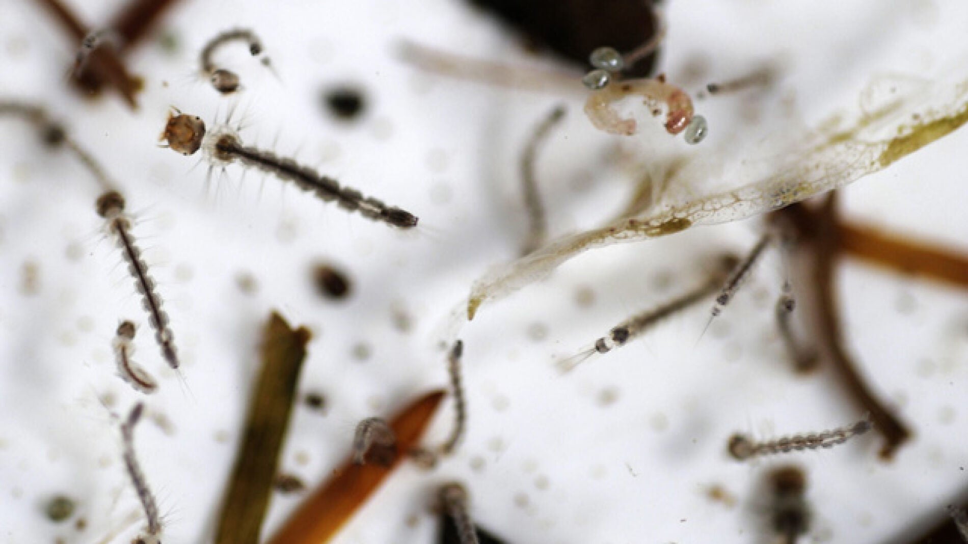 El brote de dengue le ha costado la vida ya a once personas