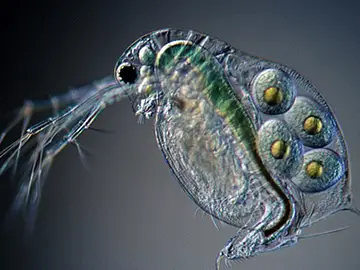 Una pulga de agua Una pulga de agua