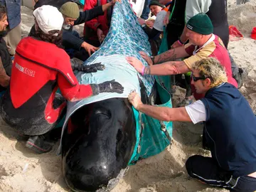 Encuentran a 82 ballenas varadas Encuentran a 82 ballenas varadas