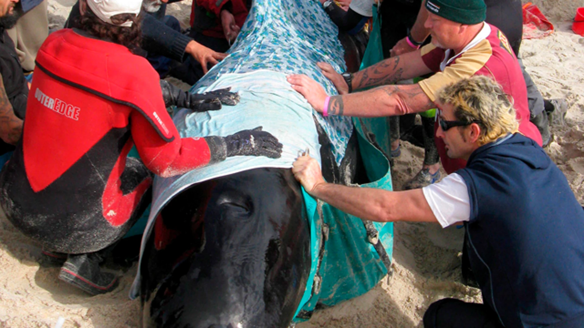 Encuentran a 82 ballenas varadas Encuentran a 82 ballenas varadas