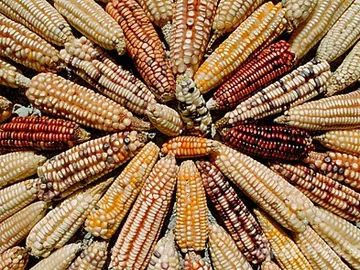 Alimentos transgénicos Alimentos transgénicos