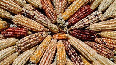 La Eurocámara rechaza que los Estados miembro puedan vetar la importación de transgénicos en su territorio