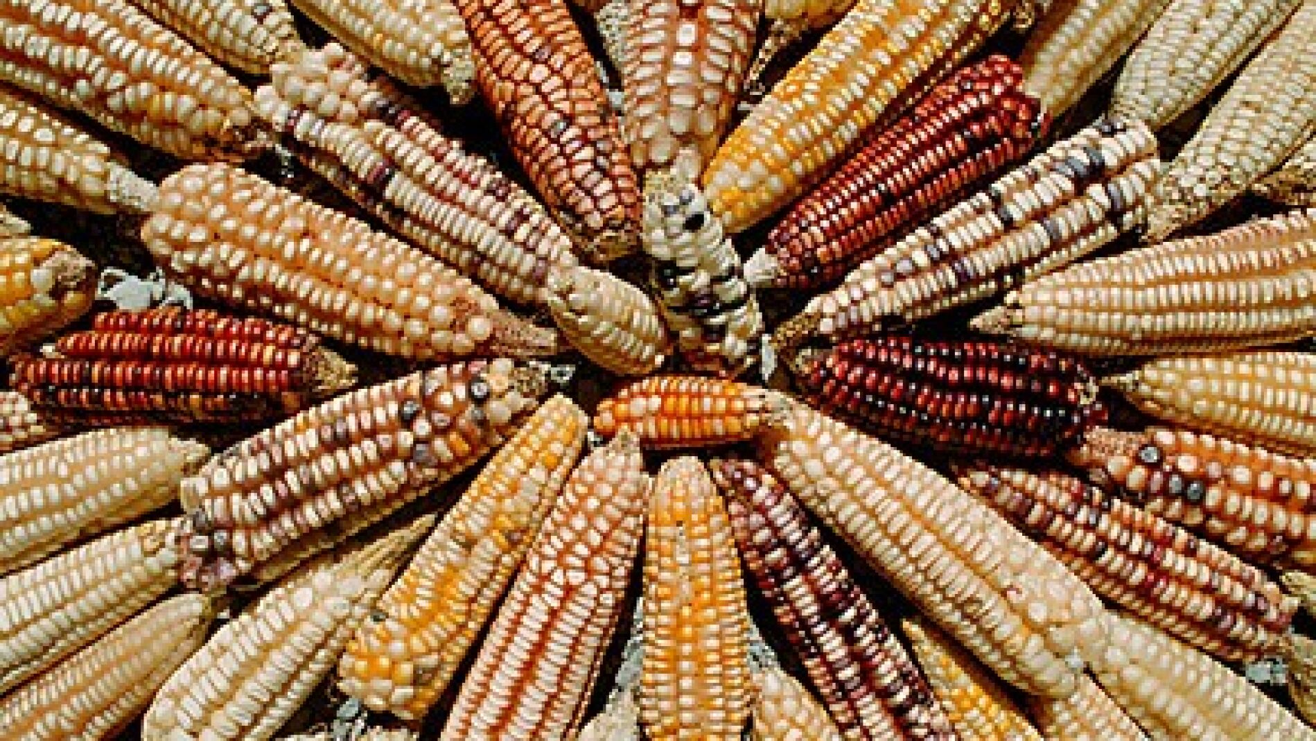 Alimentos transg&eacute;nicos