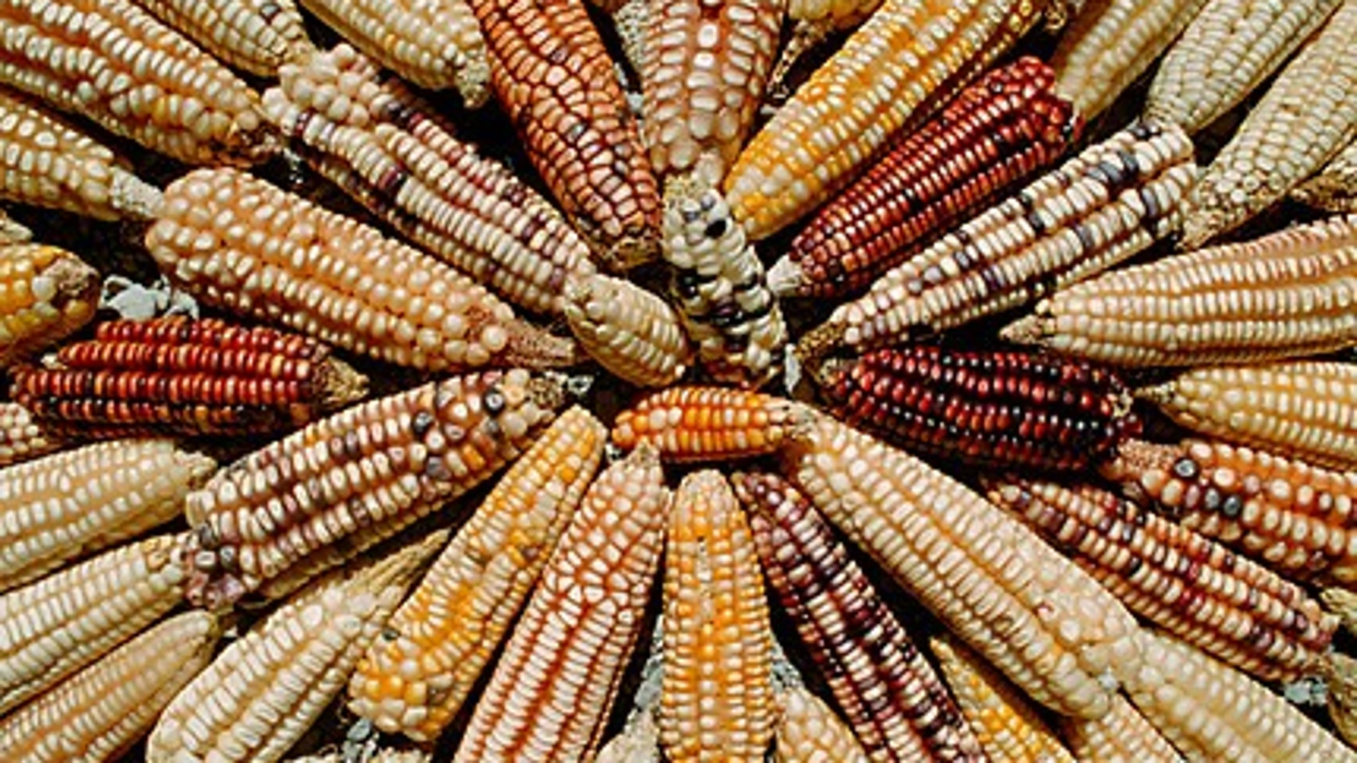 Alimentos transgénicos Alimentos transgénicos