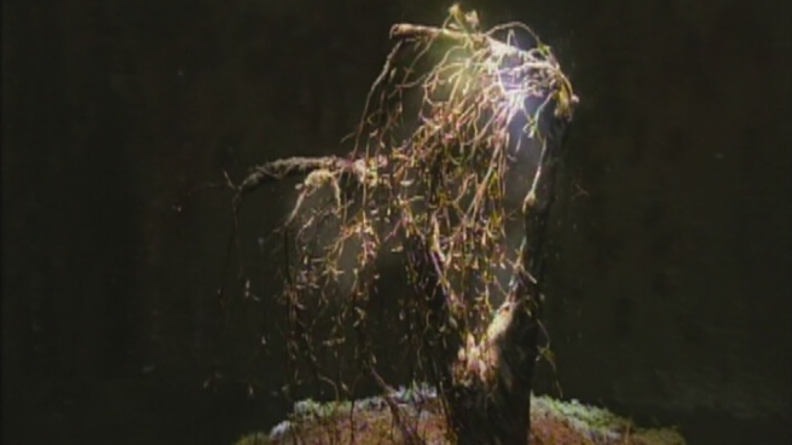 ¿Qué poder tiene la planta?