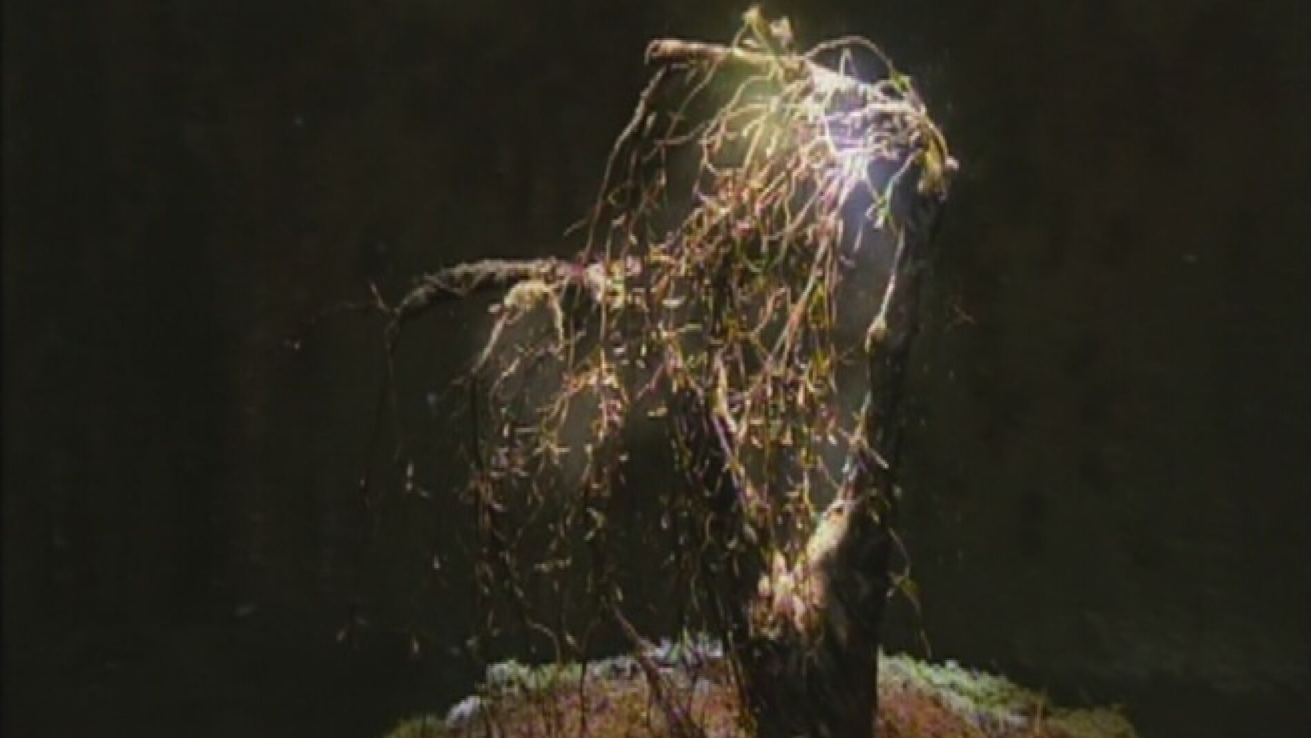 &iquest;Qu&eacute; poder tiene la planta?