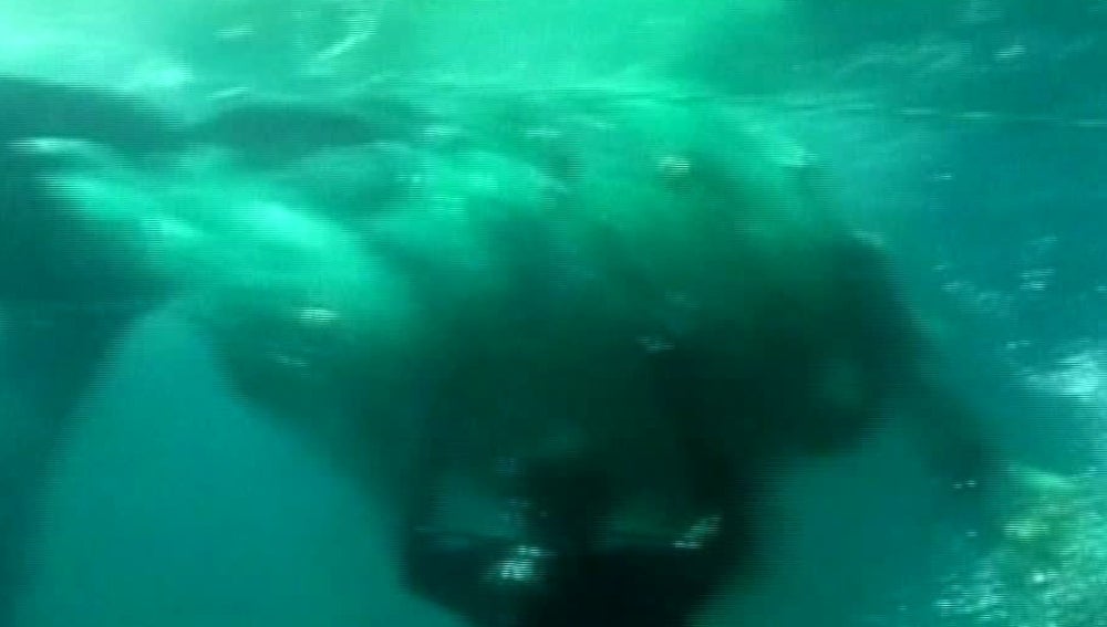 Ballena varada en unas redes