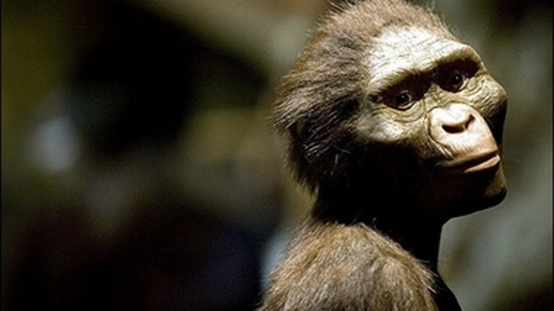 Reconstrucción de Lucy, la Australopitecus más 'famosa' Reconstrucción de Lucy, la Australopitecus más 'famosa'
