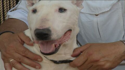 Los perros pueden volverse peligrosos