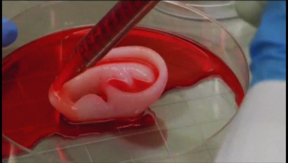 Una oreja reproducida por células madre