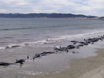 Ballenas varadas en una playa de Nueva Zelanda