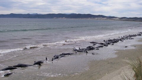 Ballenas varadas en una playa de Nueva Zelanda