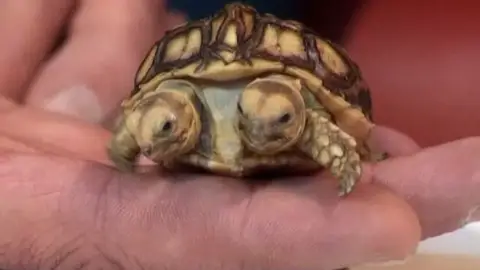 La tortuga de dos cabezas (09-03-2011) La tortuga de dos cabezas (09-03-2011)