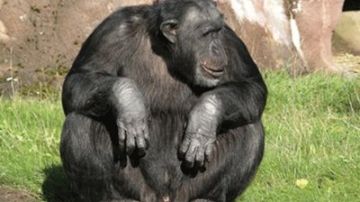Un chimpancé de un zoo sueco